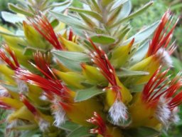 Mimetes hirtus flowers